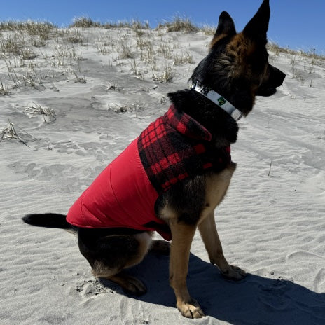 Chelsea dog on the beach with a white charm collar and green charms.