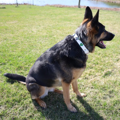 Chelsea with white charm collar on grass.