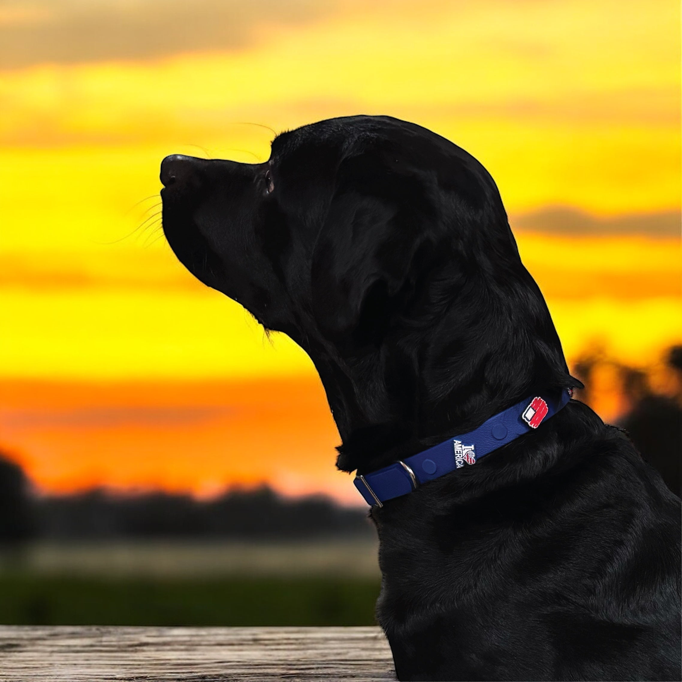 A black dog with a blue collar gazes into the distance as the sun sets, casting an orange hue in the background.