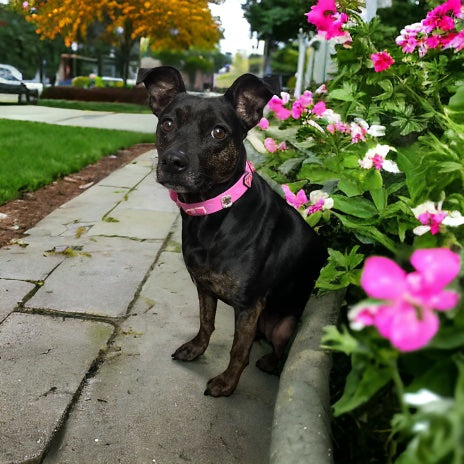 Dog with pink dog collar with charms from barbie on it.