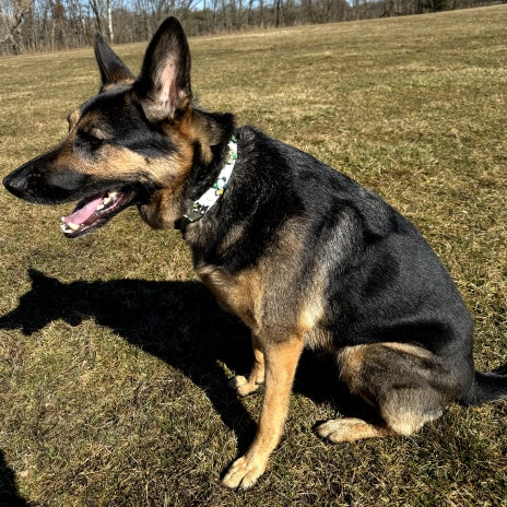 Chelsea dog by the lake with green grass which charm collar.