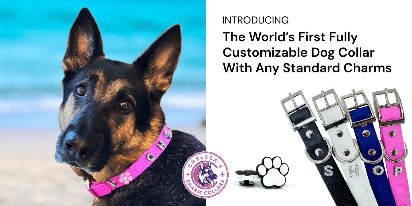 Chelsea dog with charm collar on the beach and 4 charm collars with rhinestone screw charms.